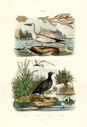 Animal Musgo