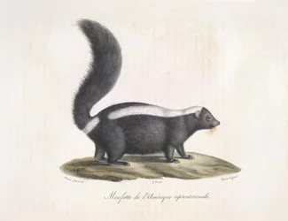 Zorrillo. Skunk, de Natural History of Mammals (litografia en color)