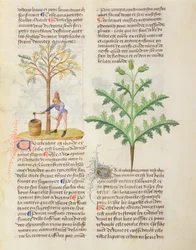 Ms. De Diversis Herbis por Dioscórides, fol.165r Extrayendo Trementina
