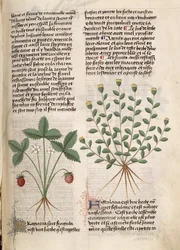 Ms Est 28 M 5.9 fol.75r Planta de fresa, de 