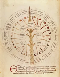 Ms Lat 11229 fol.19r Tabla para análisis de orina, de Petit Traite d
