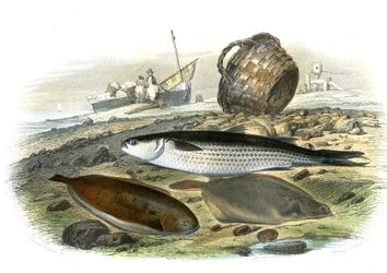 Salmonete (Mugilidae), Lenguado (Solea Vulgaris), limanda (Microstomus Kitt) - Lámina extraída de la Historia Natural de Bernard Germain de Lacepede (1856-1925), edición P.Furme, París.