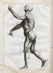 Músculos humanos - grabado en "Abstract Anatomy, accommodated to the arts of painting and sculpture" - "Abrege d