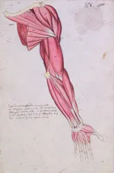 Musculatura del brazo y el hombro, 1634