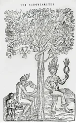Nana fuit, planta medicinal, ilustración de Singularidades de Francia Antártica, por André de Thevet, 1558