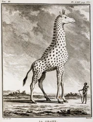 Historia Natural: La Jirafa - en "Historia Natural, General y Particular" de Buffon