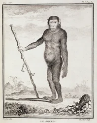 Lámina de Historia Natural: El jocko - en "Historia Natural, General y Particular" de Buffon