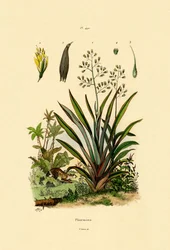 Lino de Nueva Zelanda, 1833-39