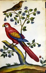 Ruiseñor y loro