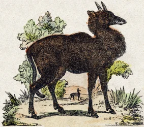 Nyl-ghau (Nyl ghau, animal indio). Grabado en “Alfabeto de animales salvajes”. 9ª Serie. Imágenes de Epinal, Pellerin, impresor-editor, circa 1870. Colección privada.