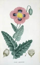 Amapola de Opio