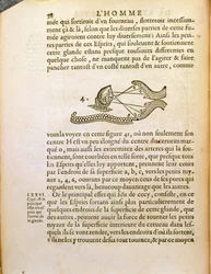 Diagrama óptico, de De Homine Figuris por René Descartes, publicado en La Haya, 1662