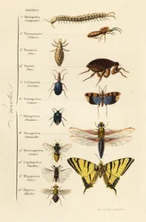 Órdenes de insectos