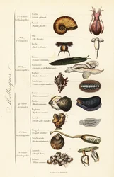Órdenes de moluscos