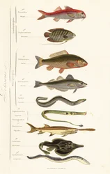 Órdenes de peces