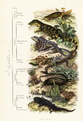 Órdenes de reptiles: vulnerable tortuga de caparazón blando india, Nilssonia gangetica, caimán de anteojos, Caiman crocodilus, lagarto de cuello frillado, Chlamydosaurus kingii, pie escamoso común, Pygopus lepidopodus, lagarto de cristal europeo, Pseudopus