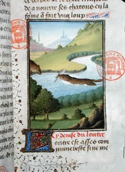 Nutria atrapando un pez, del Livre de la Chasse por Gaston Phebus de Foix (1331-91)