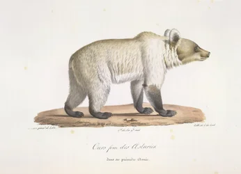 Oso hembra asturiano. Oso pardo español hembra, de Historia natural de los mamíferos (litografia en color)