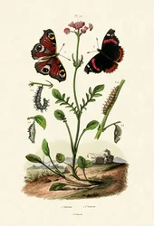 Pavo real, 1833-39