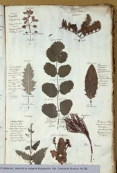 Herbario de Philibert Commersons (1727-73)