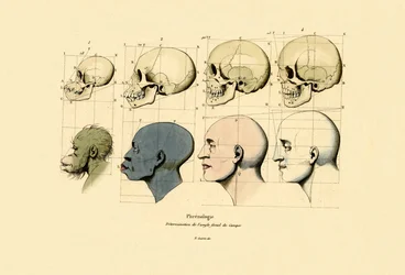 Frenología, 1833-39