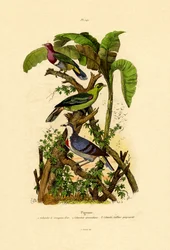 Palomas