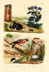 Gorgojo del pino