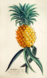 Piña