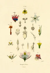 Mejoramiento de Plantas, 1833-39