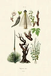 Plantas