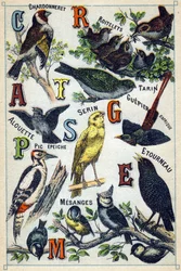 Placa 1: Jilguero, Reyecillos, Tarín, Alondra, Serín, Abejaruco de África, Pájaro carpintero, Estornino, Carboneros. Grabado en "Syllabary alphabet of birds". Serie A. Pellerin et Cie, impresores-editores, Epinal, finales del siglo XIX. Cromolitografías. P