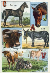 Placa 1: Caballo, Yegua, Tauro, Burro, Vacas. Grabado en “Silabario alfabeto de animales domésticos y de granja”. Serie A. Pellerin et Cie, impresores-editores, Epinal, finales del siglo XIX.