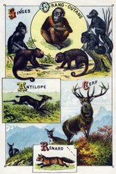 Placa 1: Monos, orangután, Antílope, Ciervo, Zorro. Grabado en "Silabario alfabético de animales salvajes". Serie A. Pellerin et Cie, impresores-editores, Epinal, finales del siglo XIX. Cromolitografías. Pequeño álbum publicitario de 8 páginas que contiene
