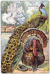 Lámina 1: Pavo real y paloma pavo real, pavo. Grabado en «Alfabeto silábico de las aves y los reptiles». Serie A. Pellerin et Cie, impresores-editores, Épinal, finales del siglo XIX. Cromolitografías. Pequeño álbum publicitario de 8 páginas que contiene