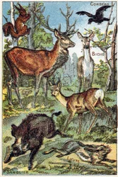 Placa 3: Cuervo, Ardilla, Tintura, Ciervo, Venado, Jabalí, Liebre. Grabado en "Syllabaire alphabet toutes sortes de betteraves". Serie A. Pellerin et Cie, impresores-editores, Epinal, finales del siglo XIX. Cromolitografías. Pequeño álbum publicitario de 8