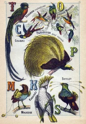 Placa 3: Núcleo brillante, Pájaros mosca, Colibrí, Paraíso Esmeralda, Cacatúas, Silbato, Maucode. Grabado en "Silabario alfabeto de aves". Serie A. Pellerin et Cie, impresores-editores, Epinal, finales del siglo XIX. Cromolitografías. Pequeño álbum publici