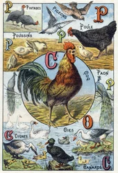 Lámina 3: pintadas, palomas, pollitos, gallina, gallo, pavo real, cisnes, gansos, patos. Grabado en „Alfabeto silábico de animales domésticos y de corral“. Serie A. Pellerin et Cie, impresores-editores, Épinal, finales del siglo XIX. Cromolitografías.