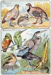 Placa 3 superior: Perdiz gris, Codorniz, Perdiz roja. Inferior: Martín pescador, Garza, Becasina, Caballero luchador, Avetoro. Grabado en "Alfabeto silábico de aves y reptiles". Serie A. Pellerin et Cie, impresores-editores, Epinal, finales del siglo XIX. 