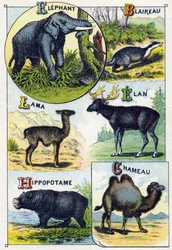 Placa 4: Elefante, Tejón, Llama, Elan, Hipopótamo, Camello. Grabado en "Alfabeto silábico de animales salvajes"