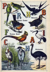 Placa 4: Periquitos, Golondrina, Garganta Roja, Haya, Faisán Dorado, Ibis Sagrado, Cigüeña, Avestruz, Garza Gris. Grabado en "Silabario alfabeto de aves". Serie A. Pellerin et Cie, impresores-editores, Epinal, finales del siglo XIX. Cromolitografías. Peque