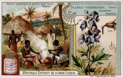 Plantas venenosas: acónito y africano preparando veneno para sus flechas - cromo. Liébig, finales del siglo XIX