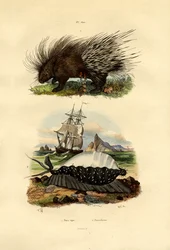 Puercoespín