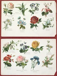 Postales que representan el lenguaje y significado de las flores, c.1905