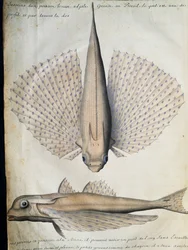 Perfil y dorso de pez alado, Isla Grande, Brasil, acuarela del cuaderno de bitácora de Jacques Gouin de Beauchesne (1652-1730), capitán de la Compagnie royale de la Mer du Sud, de 1698 a 1701, Francia