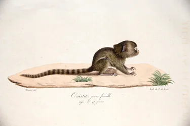 Tití pigmeo, de Histoire Naturelle des Mammifères, con figuras originales, por Étienne Geoffroy Saint-Hilaire y Frédéric Cuvier, 1824-42