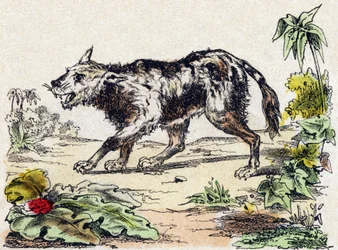 Quachy (especie de perro león de América del Sur). Grabado en “Alfabeto de animales salvajes”. 9ª Serie. Imágenes de Epinal, Pellerin, impresor-editor, circa 1870. Colección privada.
