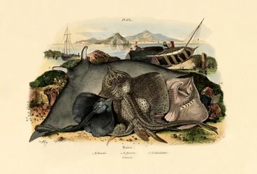 Rayas, 1833-39