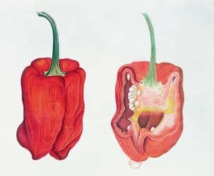 Pimiento rojo, lámina botánica