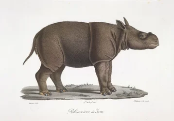 Rinoceronte de Java, de Historia natural de los mamíferos (litografia en color)