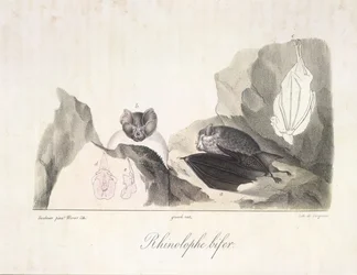 murciélago de herradura Murciélagos vampiros, de Historia natural de los mamíferos (litografia en color)